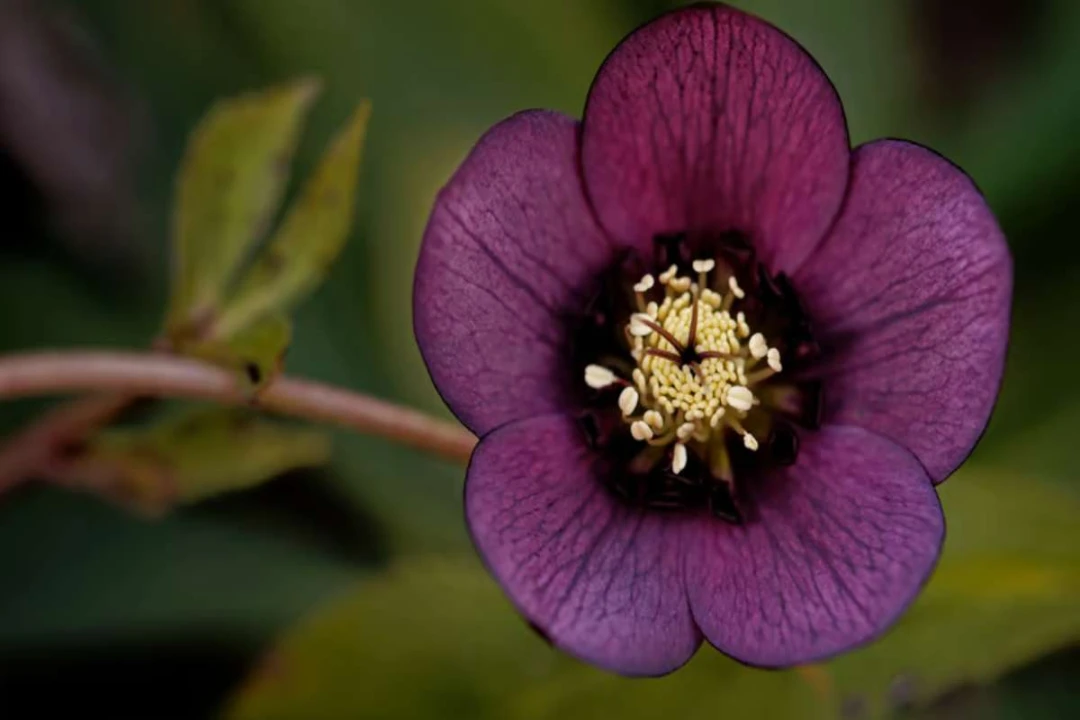 L'hellébore est-elle une plante d'intérieur ou d'extérieur ?